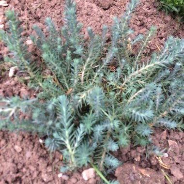 Rocky Stonecrop