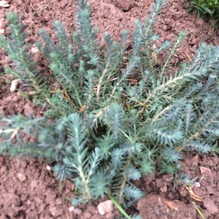 plant image 1121658