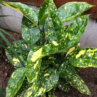 Japanese aucuba 'Golden King'