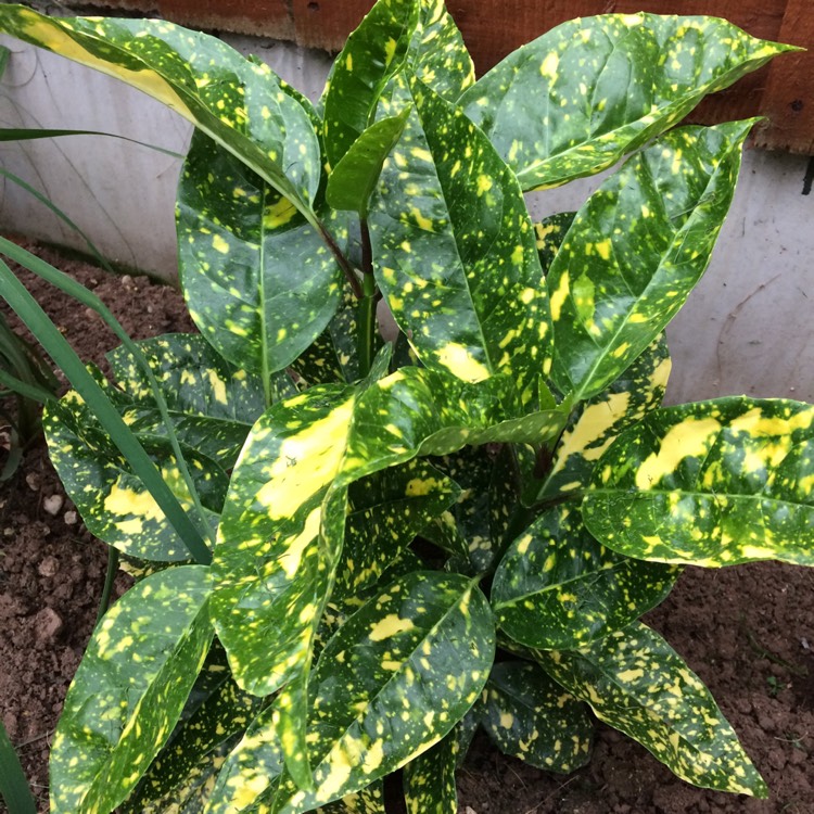 Plant image Aucuba japonica 'Golden King'