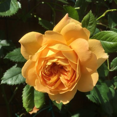 Rose 'Golden Celebration'