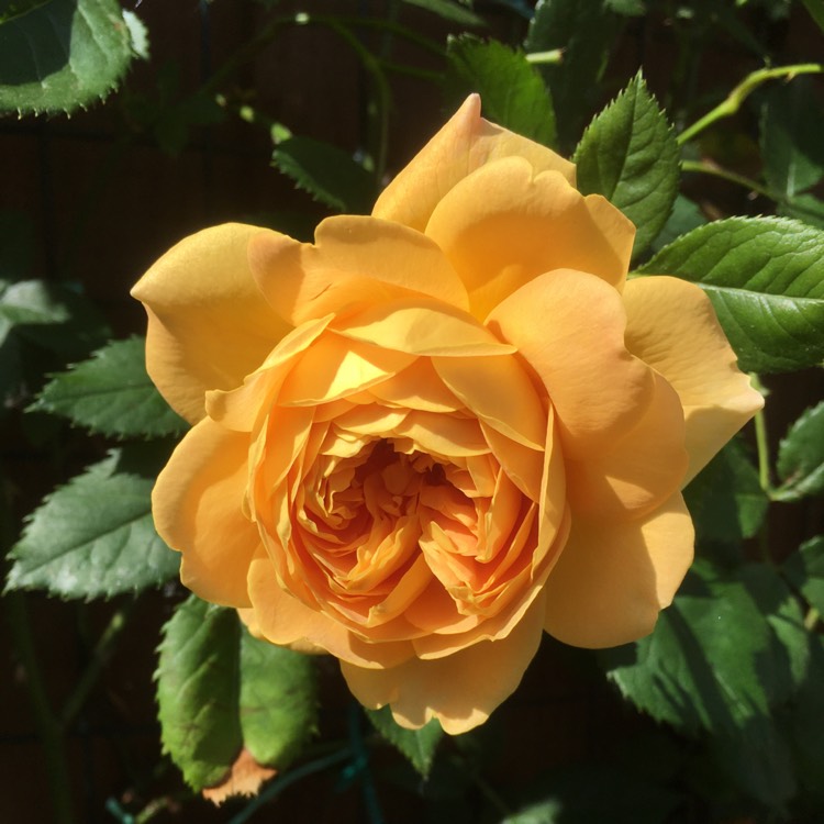 Plant image Rosa 'Golden Celebration'