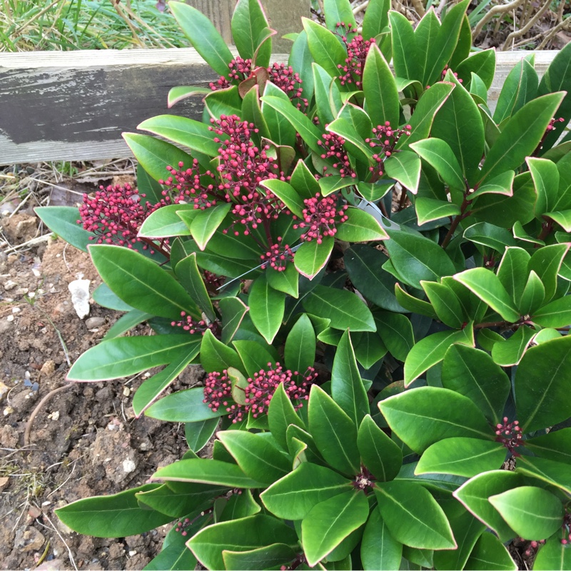 Plant image Skimmia japonica 'Rubella'