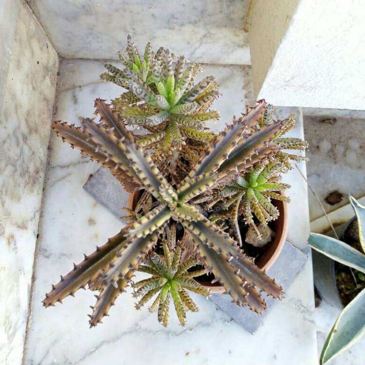 plant image 1476445