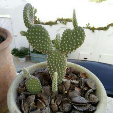 Opuntia microdasys