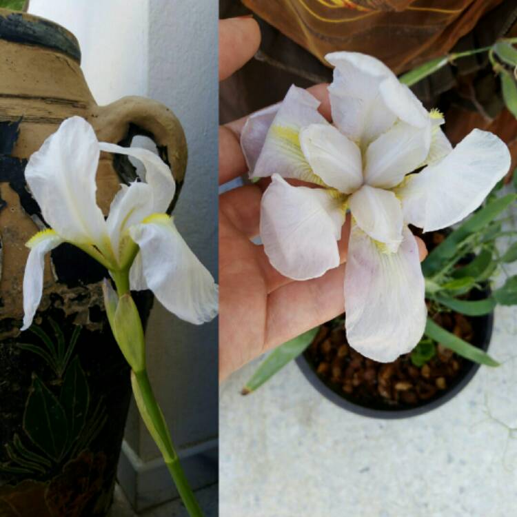plant image 1478114 plant image 1478114