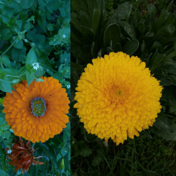 plant image 1478116