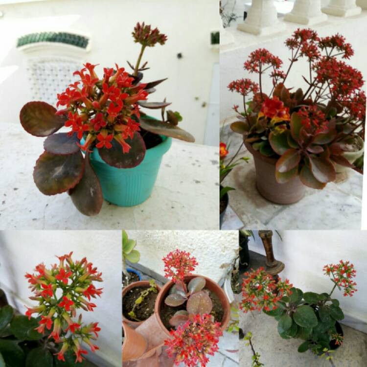 plant image 1478265 plant image 1478265