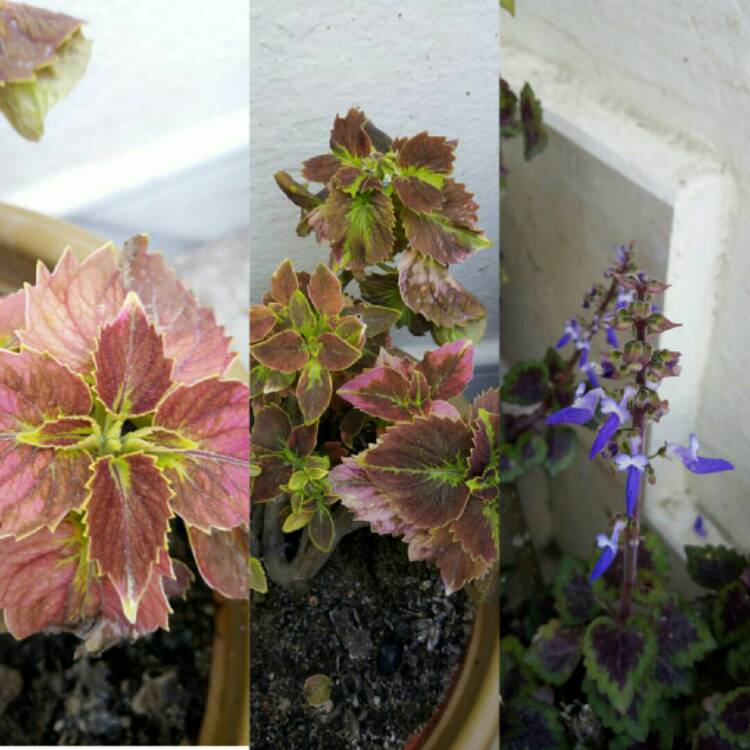 plant image 1479516 plant image 1479516