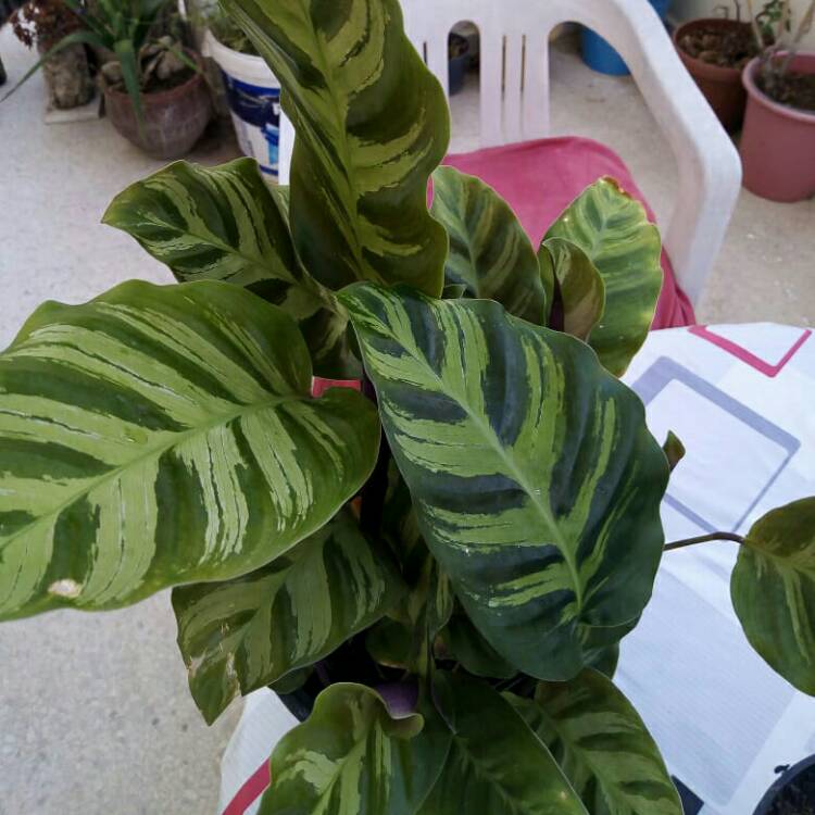 plant image 1481034 plant image 1481034