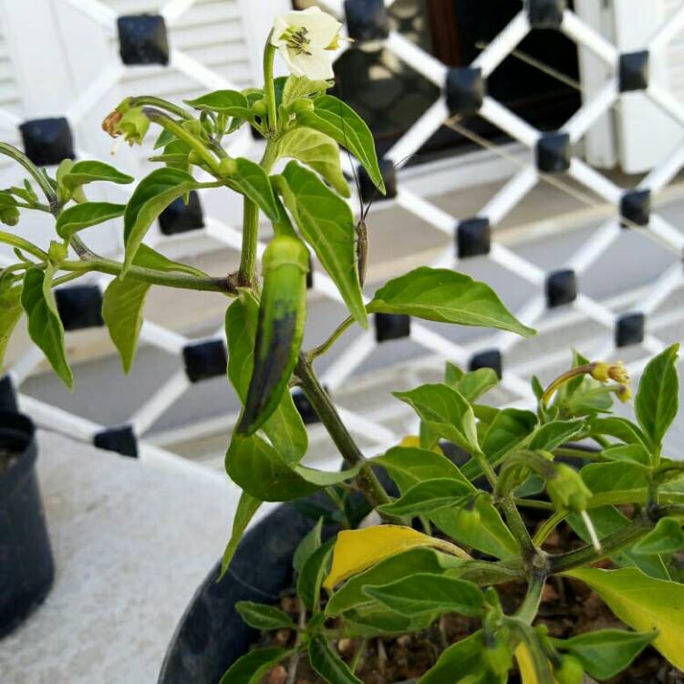 plant image 1482476
