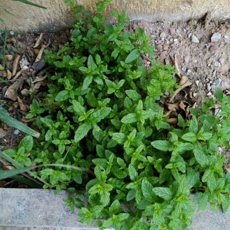 plant image 1483022