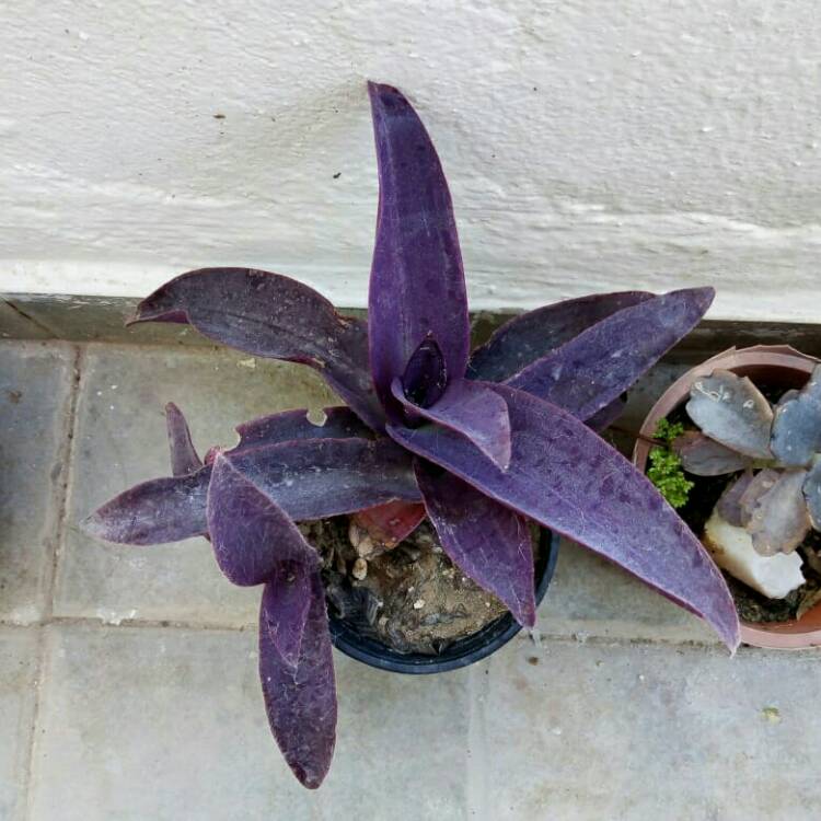 plant image 1483263 plant image 1483263