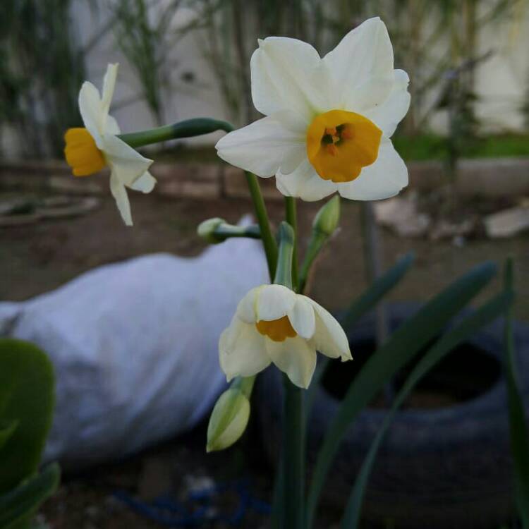 plant image 1483765 plant image 1483765