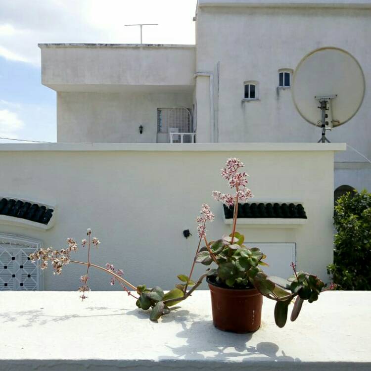 plant image 1485211