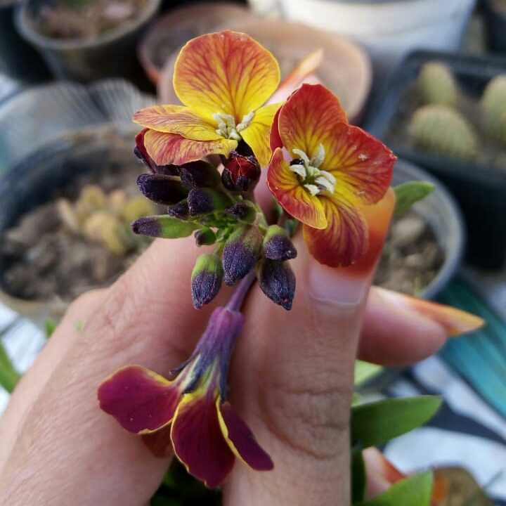 plant image 1520574