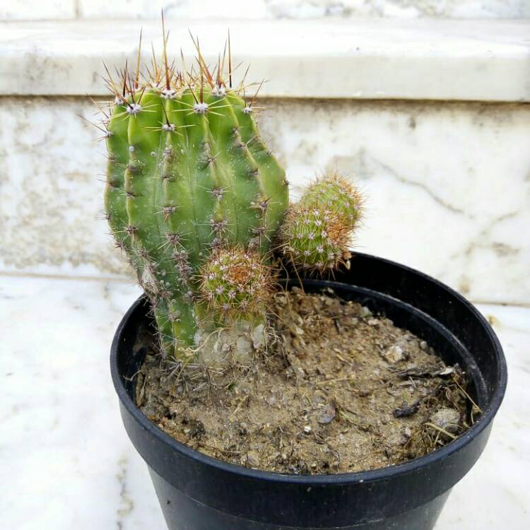 plant image 1521348