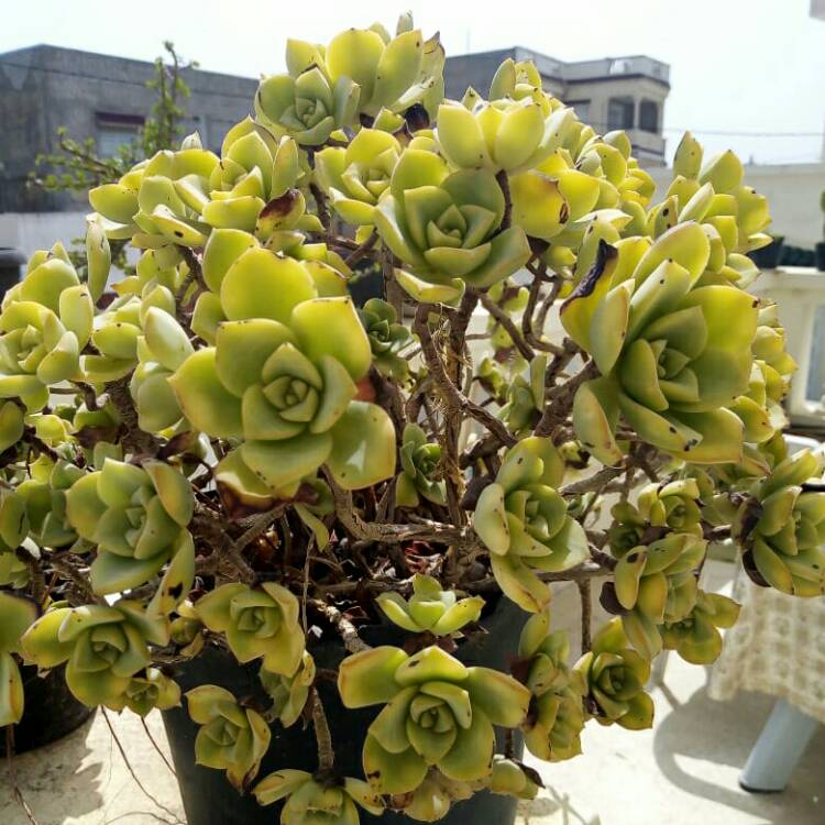 plant image 1522607