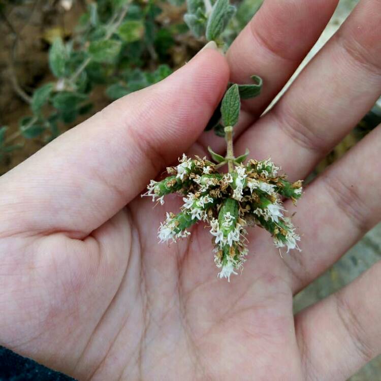 plant image 1522809