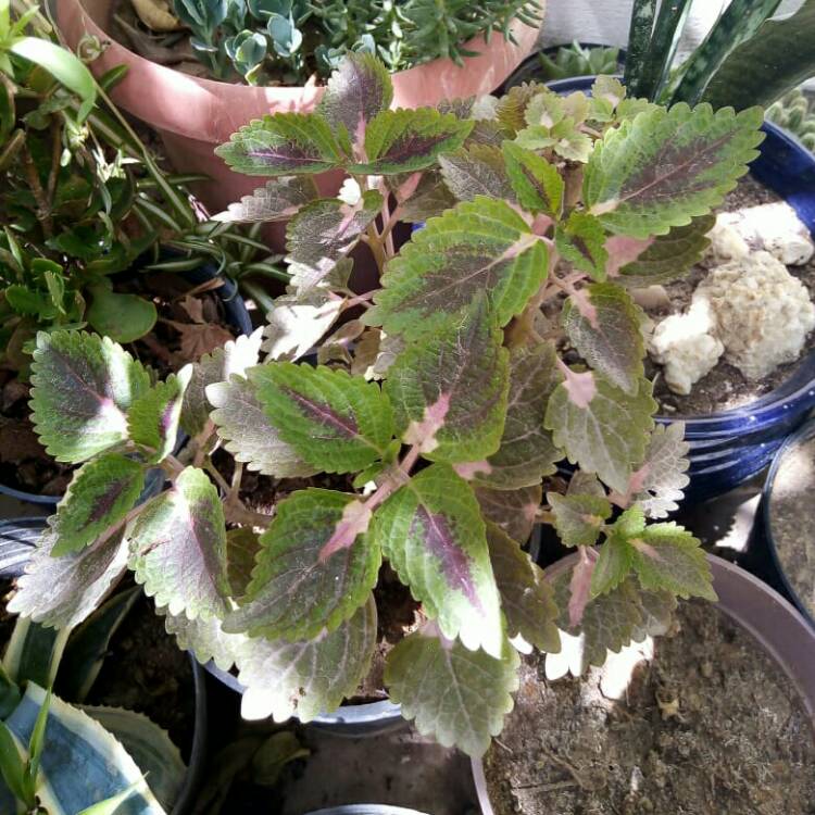 plant image 1523352 plant image 1523352