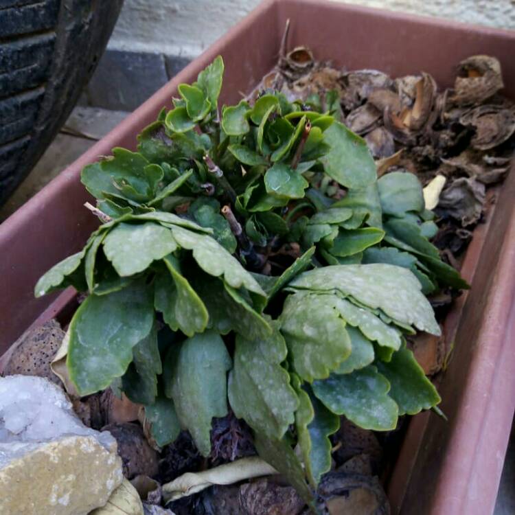 plant image 1525885 plant image 1525885