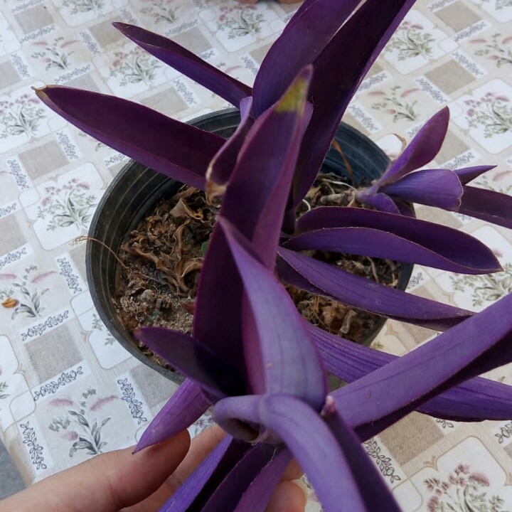 plant image 1526694 plant image 1526694