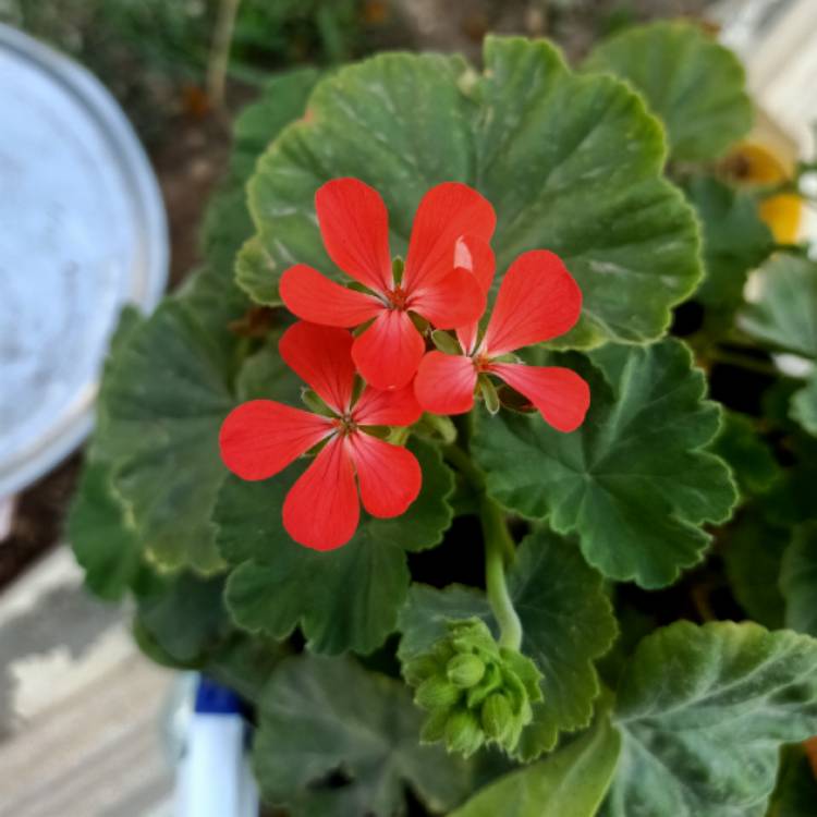 Plant image Pelargonium 'Maverick Orange' (Maverick Series)