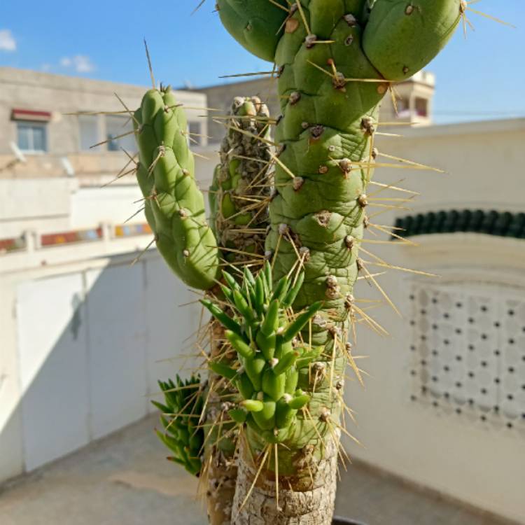 plant image 1542286