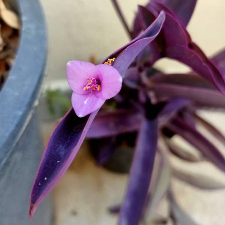 Plant image Tradescantia pallida