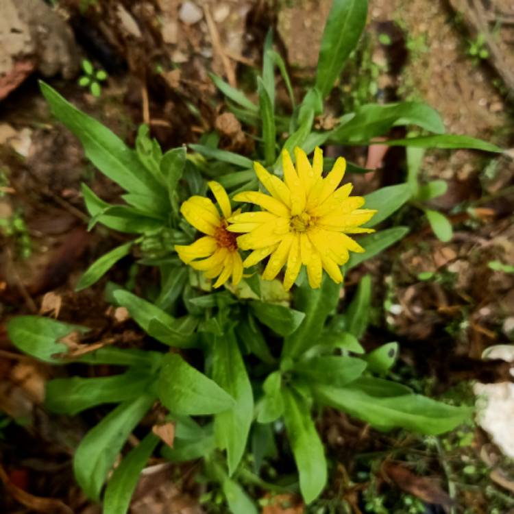 plant image 1543106