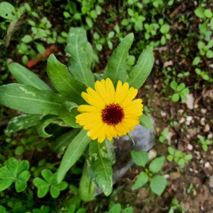 plant image 1544102