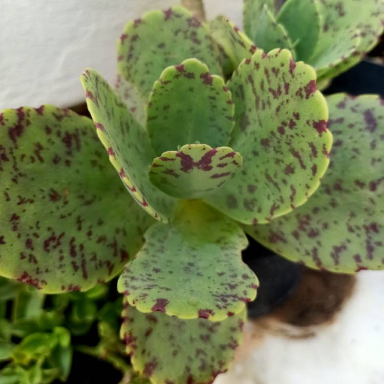 plant image 1544103