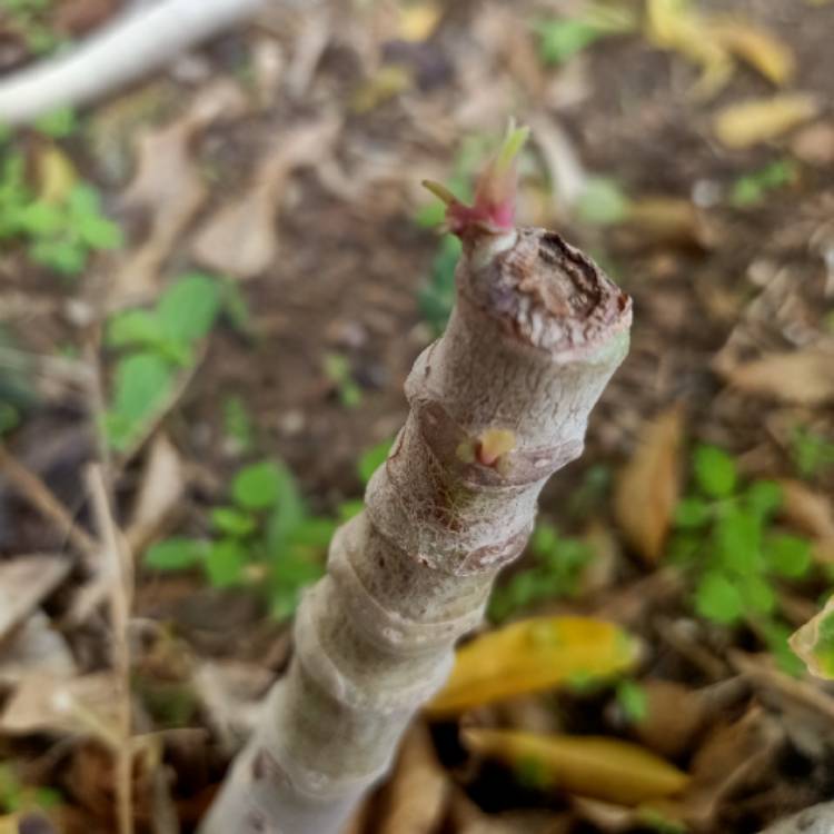plant image 1544104