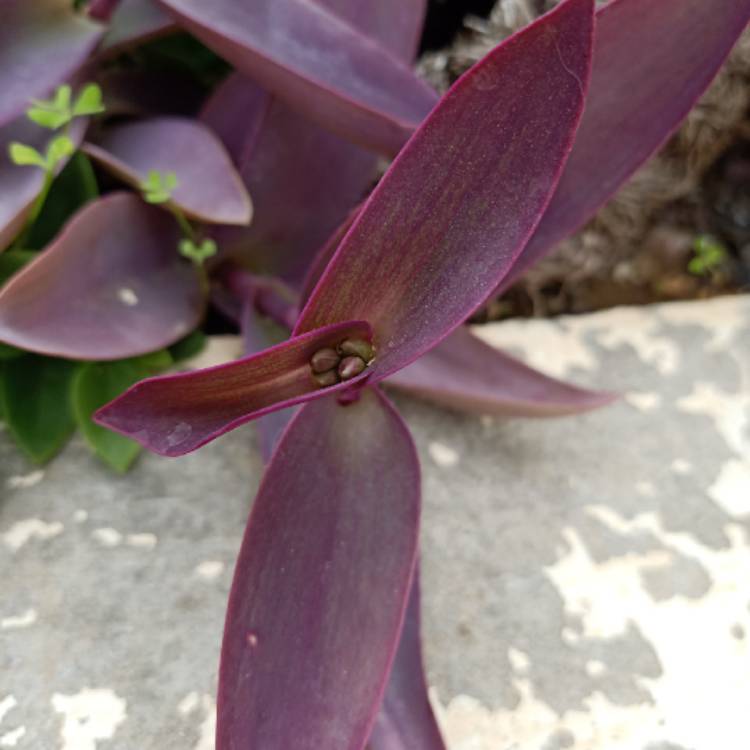 plant image 1544933 plant image 1544933