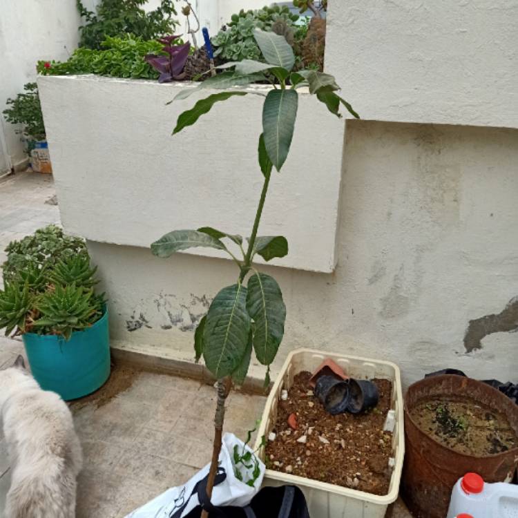 plant image 1545148