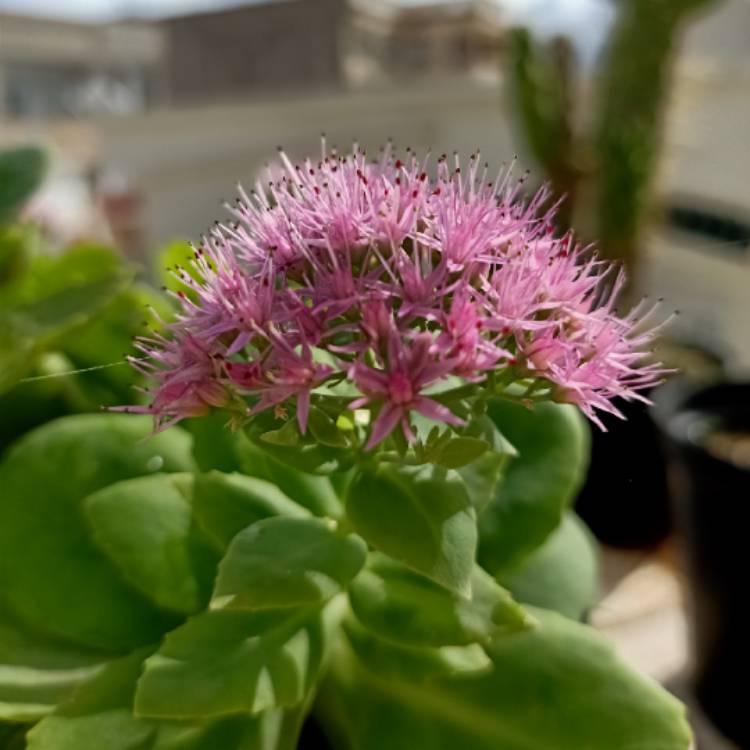 plant image 1545438 plant image 1545438