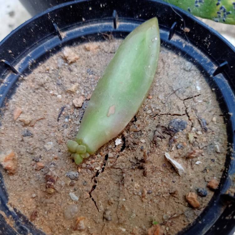 plant image 1545577
