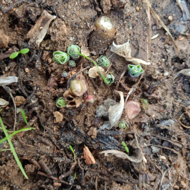 plant image 1552085 plant image 1552085