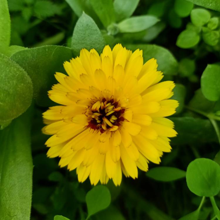 plant image 1552318