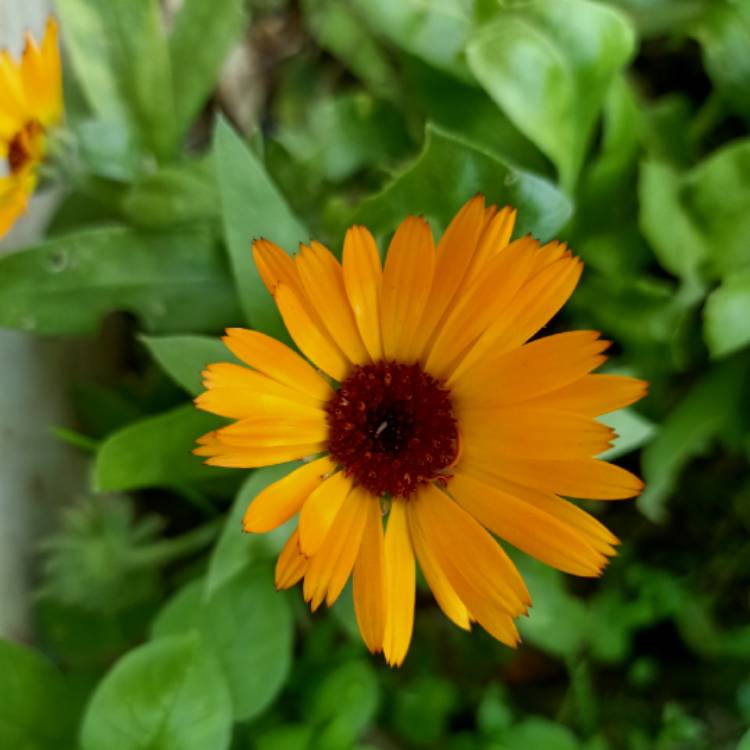plant image 1552319