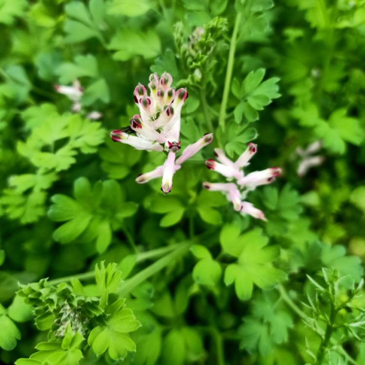 plant image 1556326
