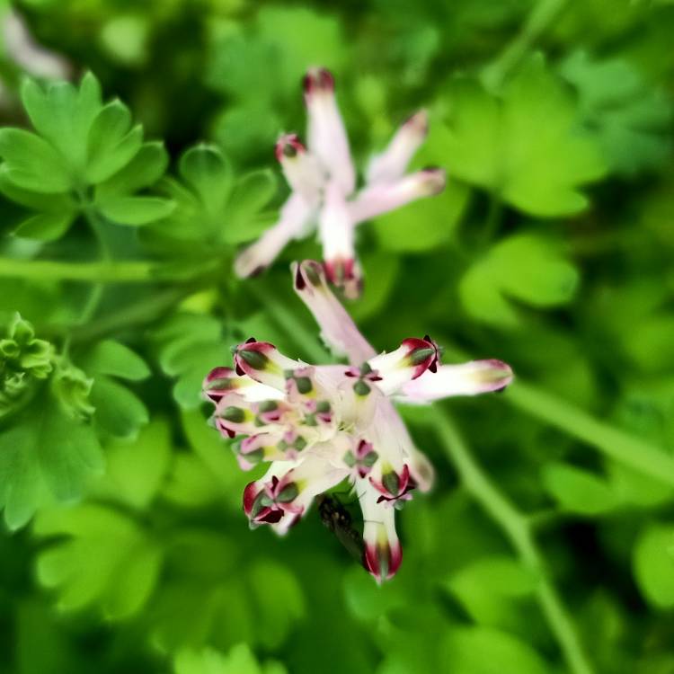 Plant image Fumaria