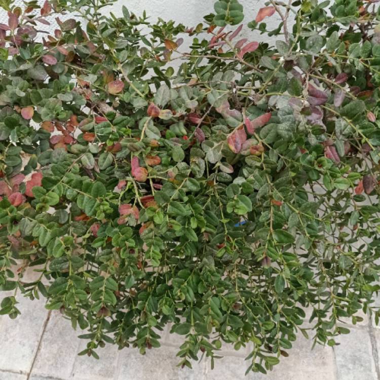 Plant image Carissa grandiflora