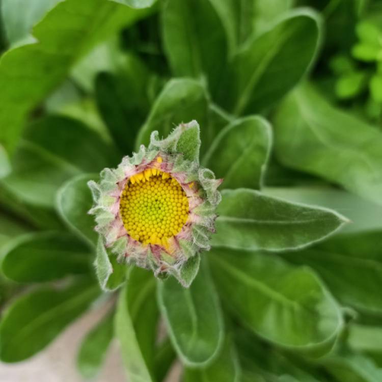 plant image 1557035