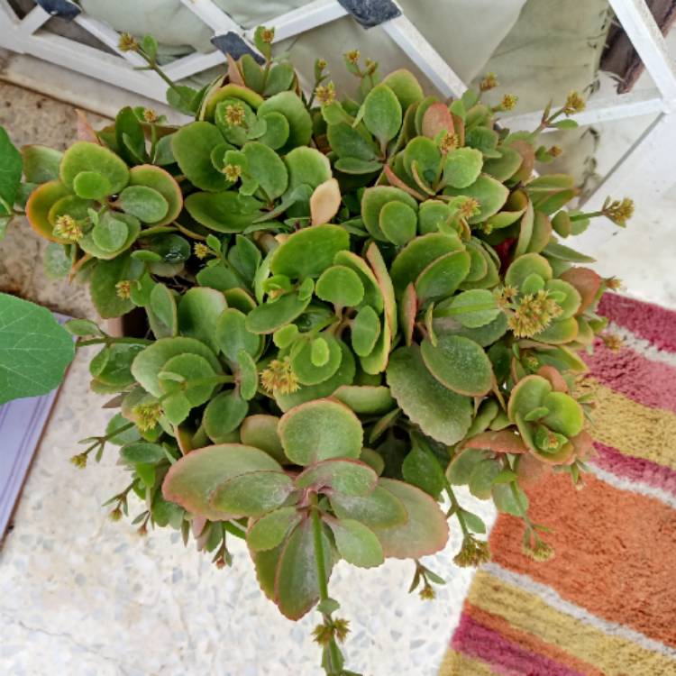 plant image 1557806 plant image 1557806