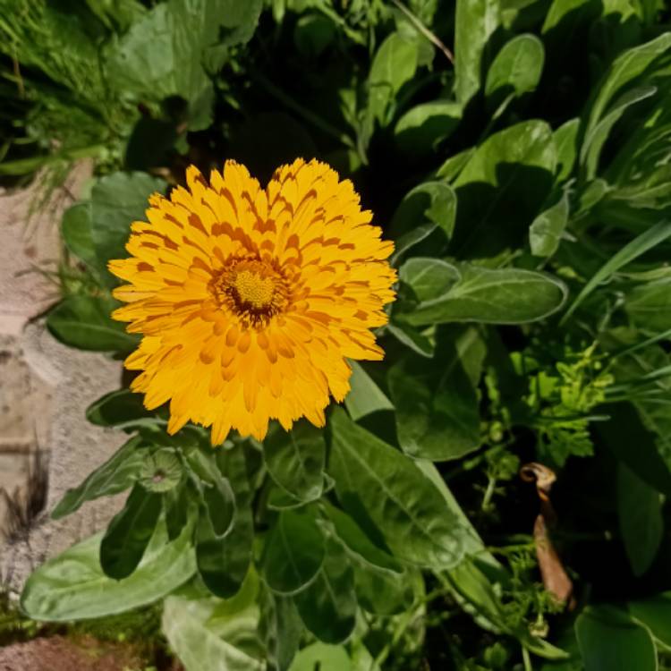 plant image 1560044