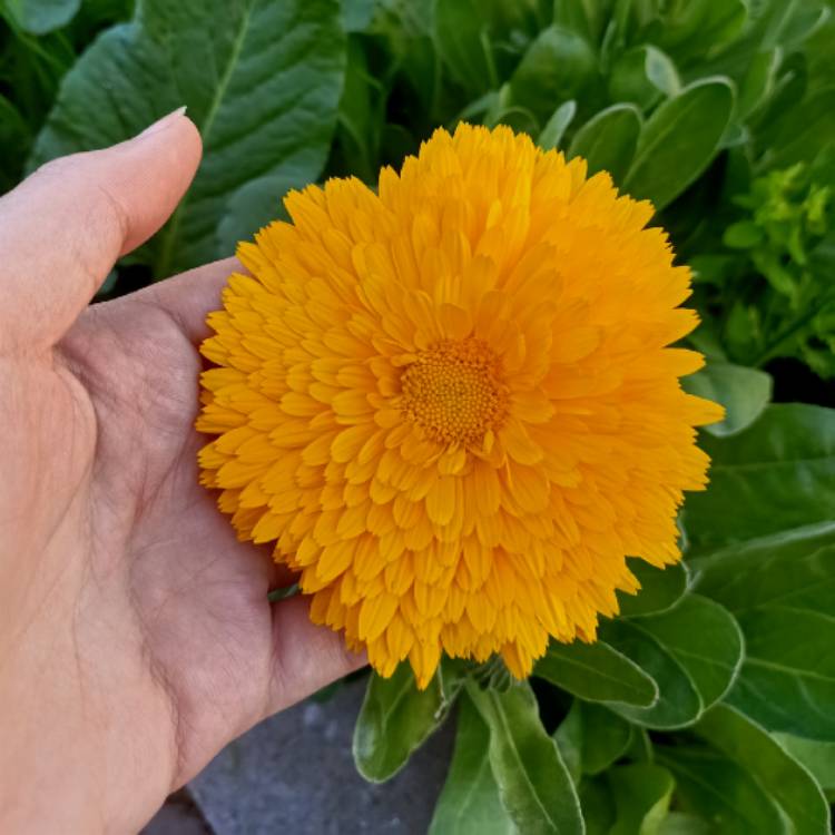 plant image 1560712