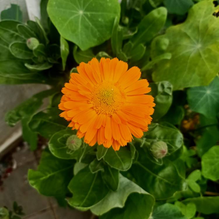 plant image 1562458