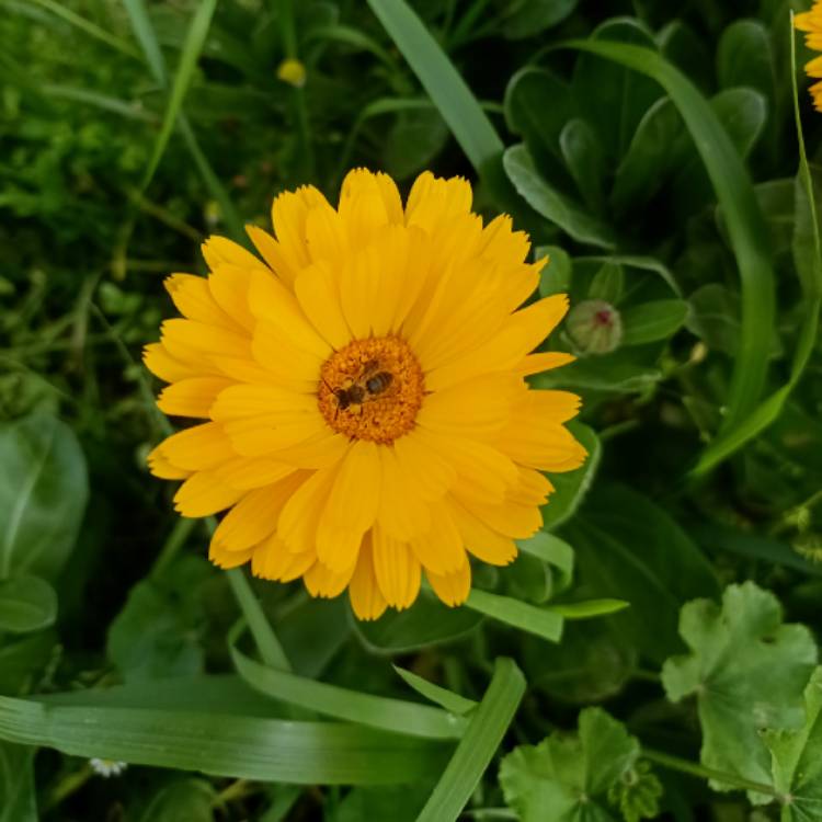 plant image 1566823