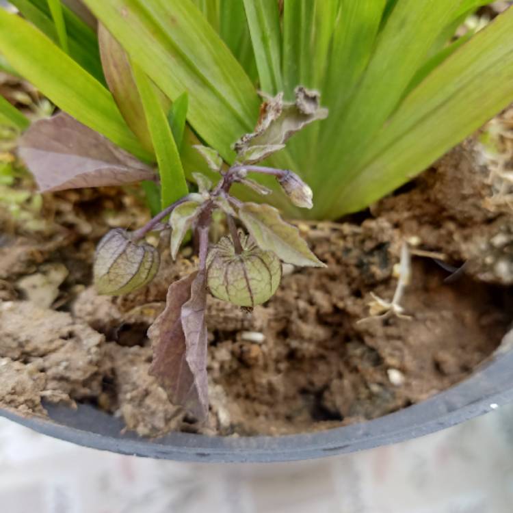 Plant image Physalis peruviana